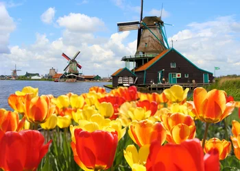 Tulpenblüte in Holland