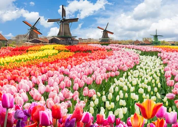 Tulpenblüte in Holland
