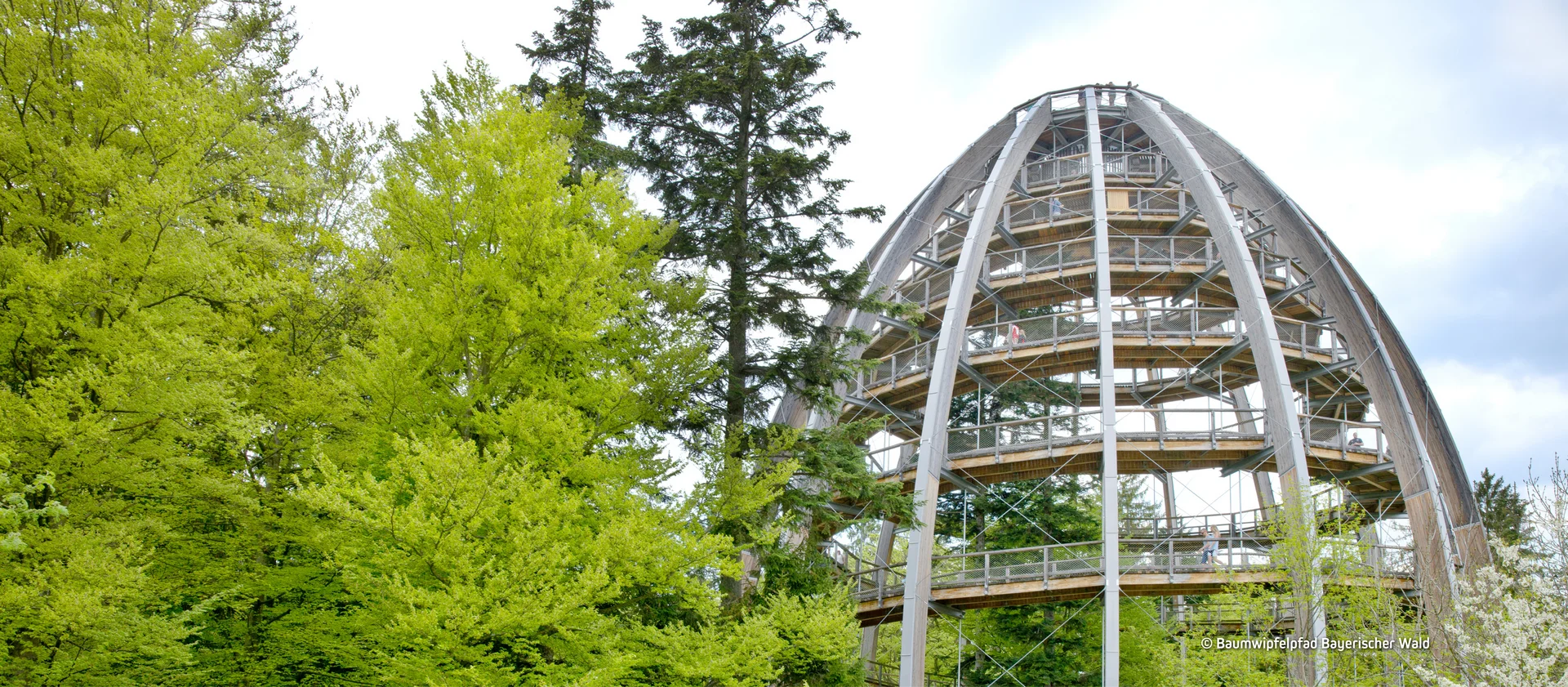 © Baumwipfelpfad Bayerischer Wald