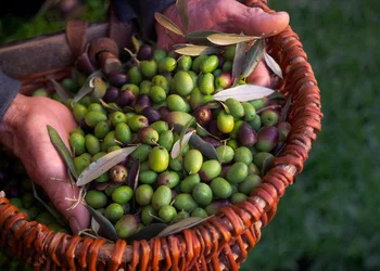 Olivenernte in der Toskana