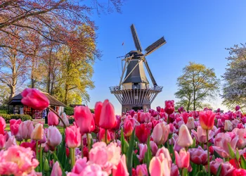 Tulpenblüte Holland