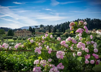 Kamelienblüte in der Toskana