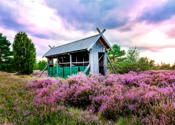 4T Wenn die Heide blüht...