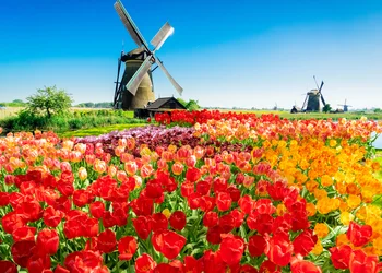 Tulpenblüte Holland
