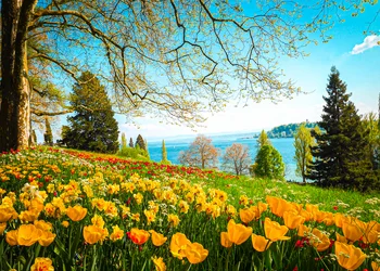 Insel Mainau zur Tulpen- und Frühjahrsblüte