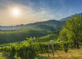 Prosecco und Tiramisu in Italien